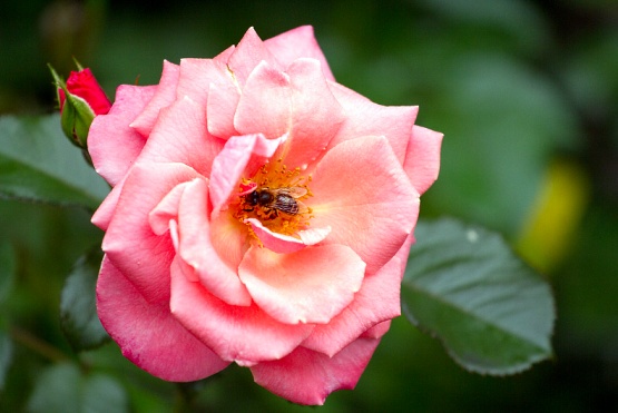 пчела на розе